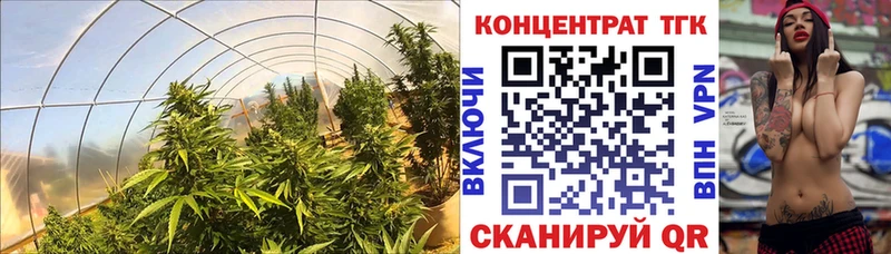omg вход Приволжск Дистиллят ТГК гашишное масло где найти